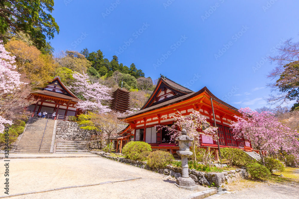 談山神社の桜とけまりの庭