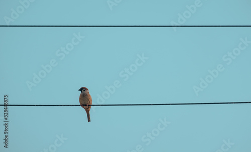 bird on wire © Chewcharn