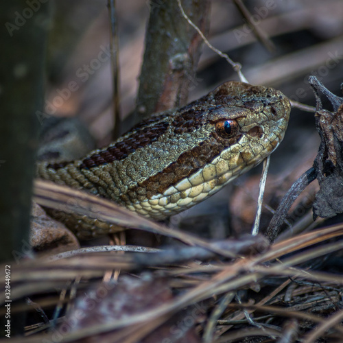 Cabeza de serpiente de cascabel en el suelo, retrato de serpiente de cascabel, close up crótalo