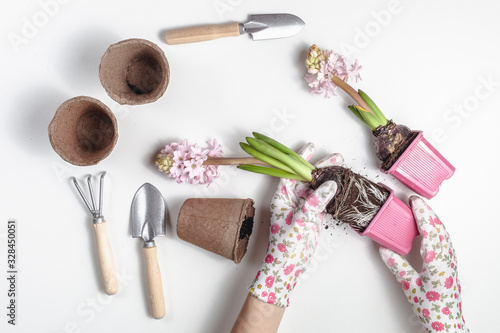 Garden tools and plants on  white background. Spring garden concept.  Beautiful hyacinths flowers.  Place for text. photo