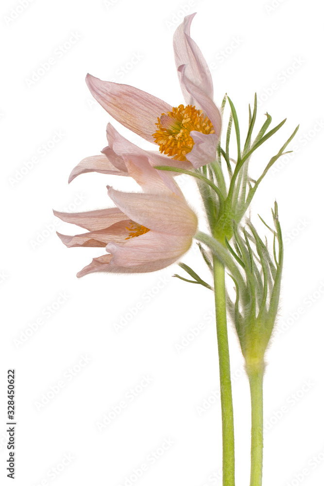 pasque flower isolated