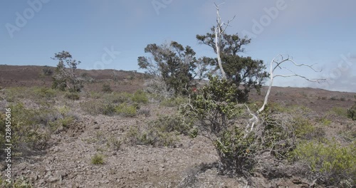 A rugged ohia lehua trees blows gently in the wind, against a stark landscape of rocky volcanic lava fields and a light blue, high mountain sky. Mauna Loa, Volcano, Hawaii Island. Original shot in 6k. photo