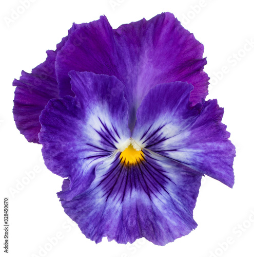 Fototapeta Naklejka Na Ścianę i Meble -  viola flower isolated