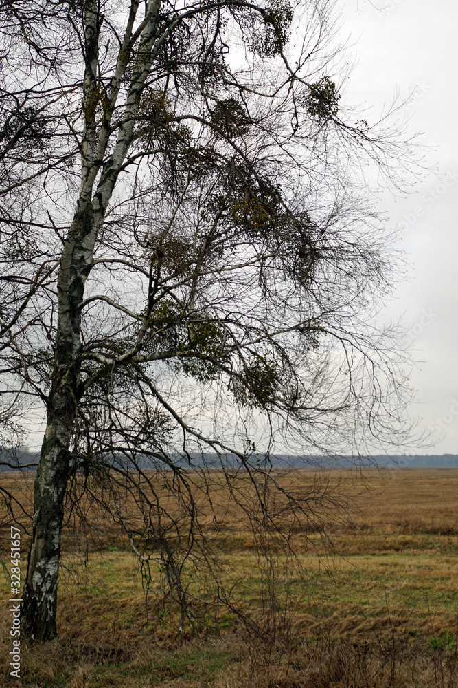 Scenery. Horizontal shot. White mistletoe on a birch tree. The plant is a parasite. Spring march. Scenery. Horizontal shot. White mistletoe on a birch tree. The plant is a parasite. Spring march.