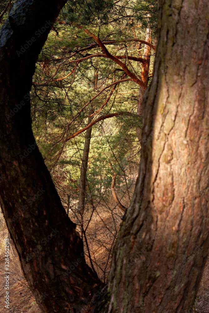Fototapeta premium Forest green branches of pines through the hole between the two trunks of the tree.