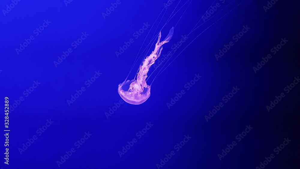 Beautiful colorful jellyfish in aquarium. Jellyfish from sea.