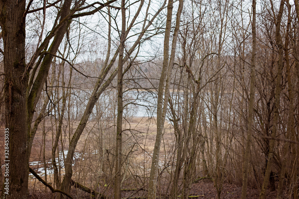 Bare trees by the lake. Moods of sadness and anxiety. Autumn Depression Bare trees by the lake. Moods of sadness and anxiety. Autumn Depression