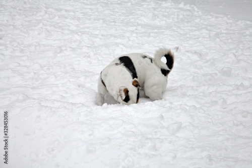 Happy Jack Russell puppy digs  in the snow on beautiful snowywinter photo