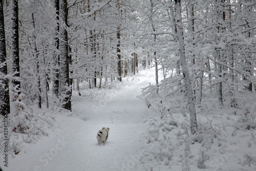 Happy Jack Russell puppy runs  in the snow on beautiful snowywinter photo