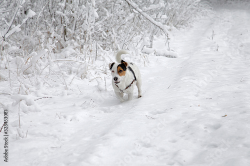 Happy Jack Russell puppy runs  in the snow on beautiful snowywinter © Maciek