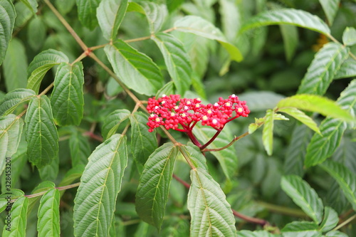 A branch of  Bandicoot Berry's red flowers and green leaves, Thailand. photo