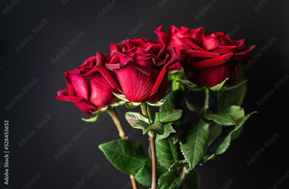 Fototapeta premium Red roses on a black background. Dark floral background. Close-up.