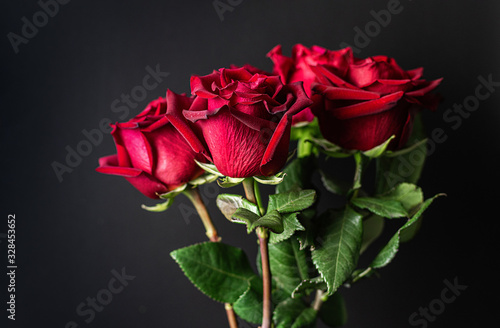 Red roses on a black background. Dark floral background. Close-up.