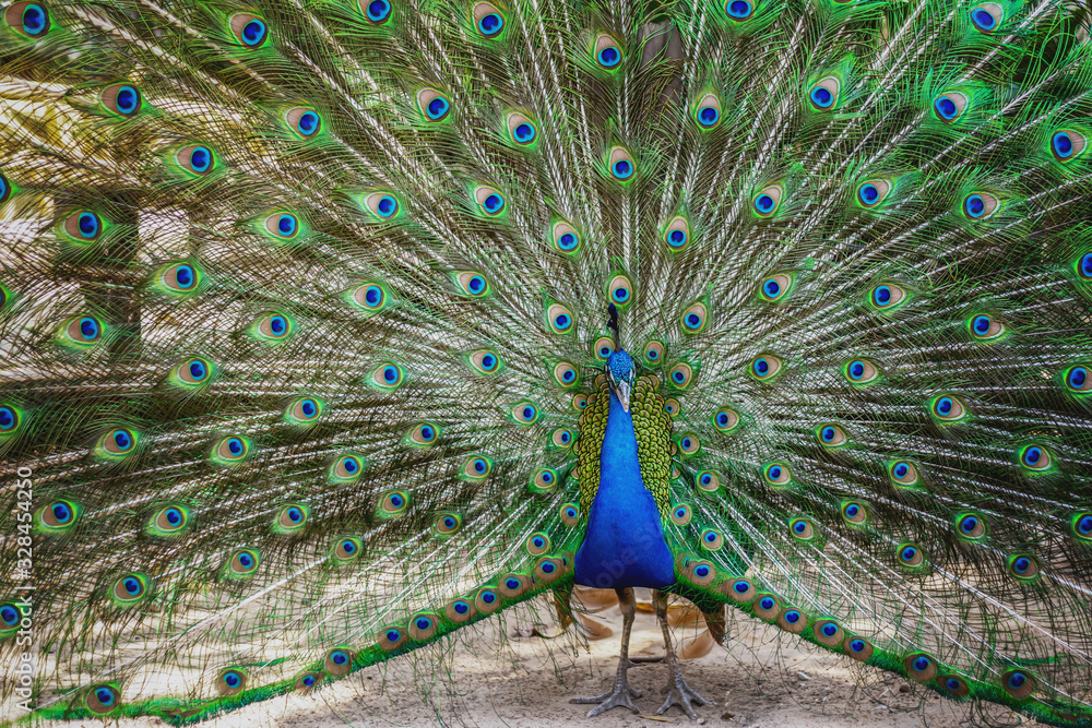 Obraz premium The male peacock is expanding with a beautiful tail.