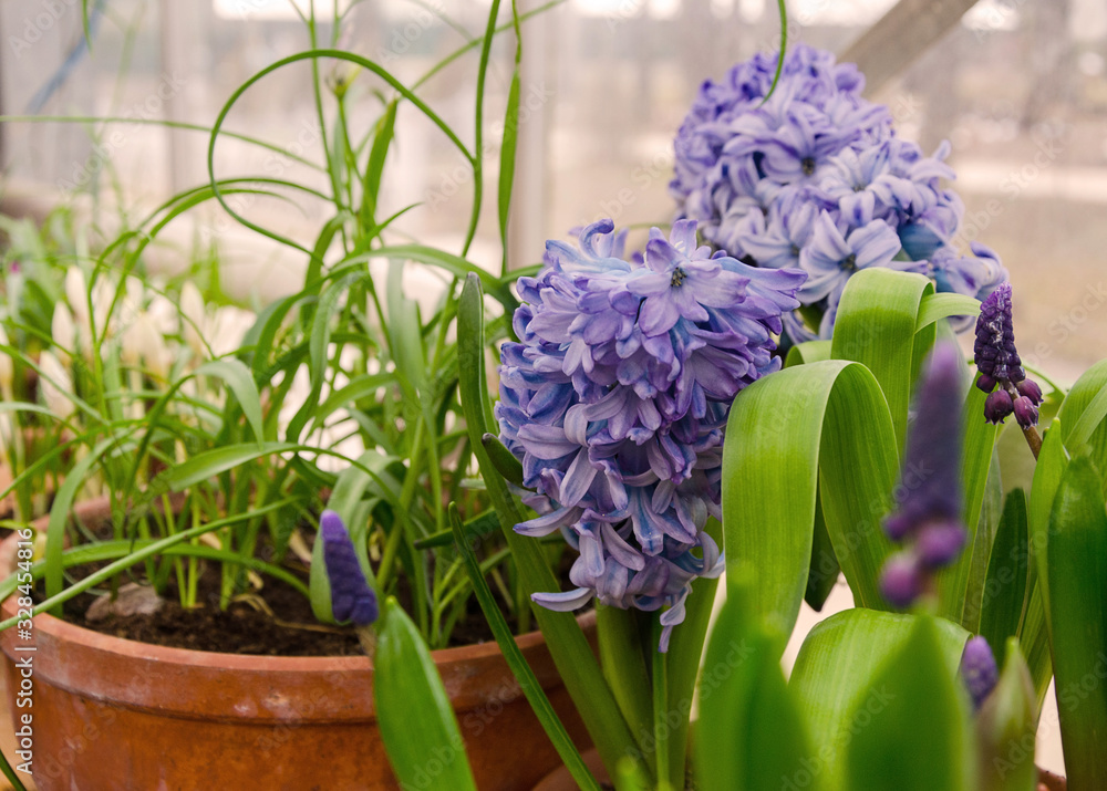 Purple hyacinths in a greenhouse, pots with herbs, crocuses, close-up, blurred background Purple hyacinths in a greenhouse, pots with herbs, crocuses, close-up, blurred background