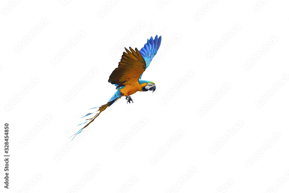 The blue-and-yellow macaw (Ara ararauna), also known as the blue-and-gold macaw, isolated.