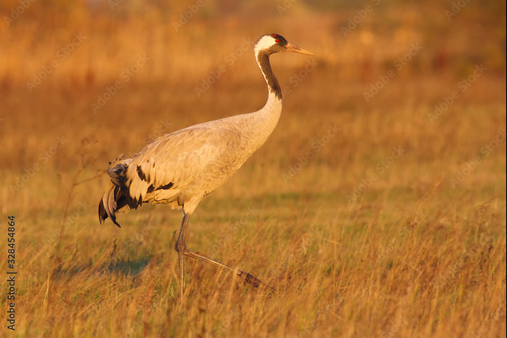 The Common Crane (Grus grus) on meadow in autumn colors at sunset. Gray crane in the orange light of the setting sun. The Common Crane (Grus grus) on meadow in autumn colors at sunset. Gray crane in the orange light of the setting sun.