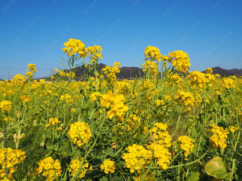 the beautiful canola flowers garden the beautiful canola flowers garden