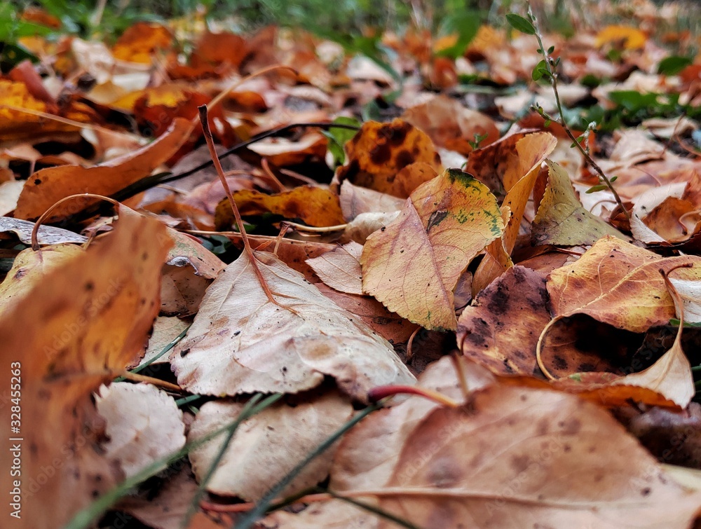 autumn leaves on ground autumn leaves on ground