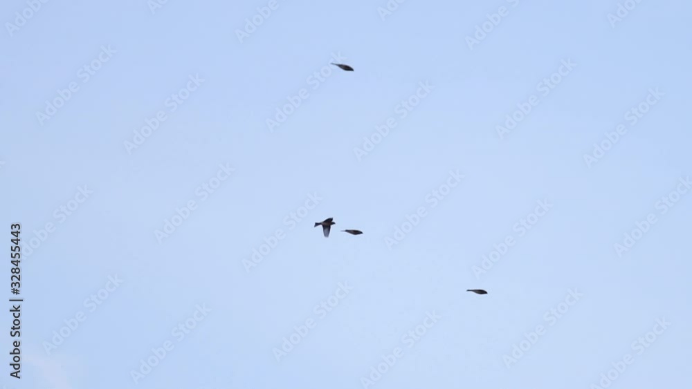 birds fly in the evening sky slow motion birds fly in the evening sky slow motion