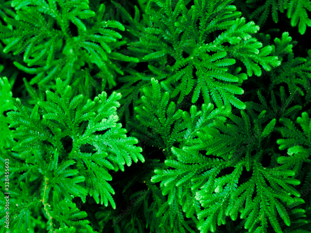 Background pattern of tropical dark green leaves, nature background concept. Background pattern of tropical dark green leaves, nature background concept.