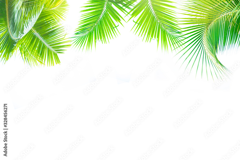 Fototapeta premium Detail of coconut trees leaf isolated on white background