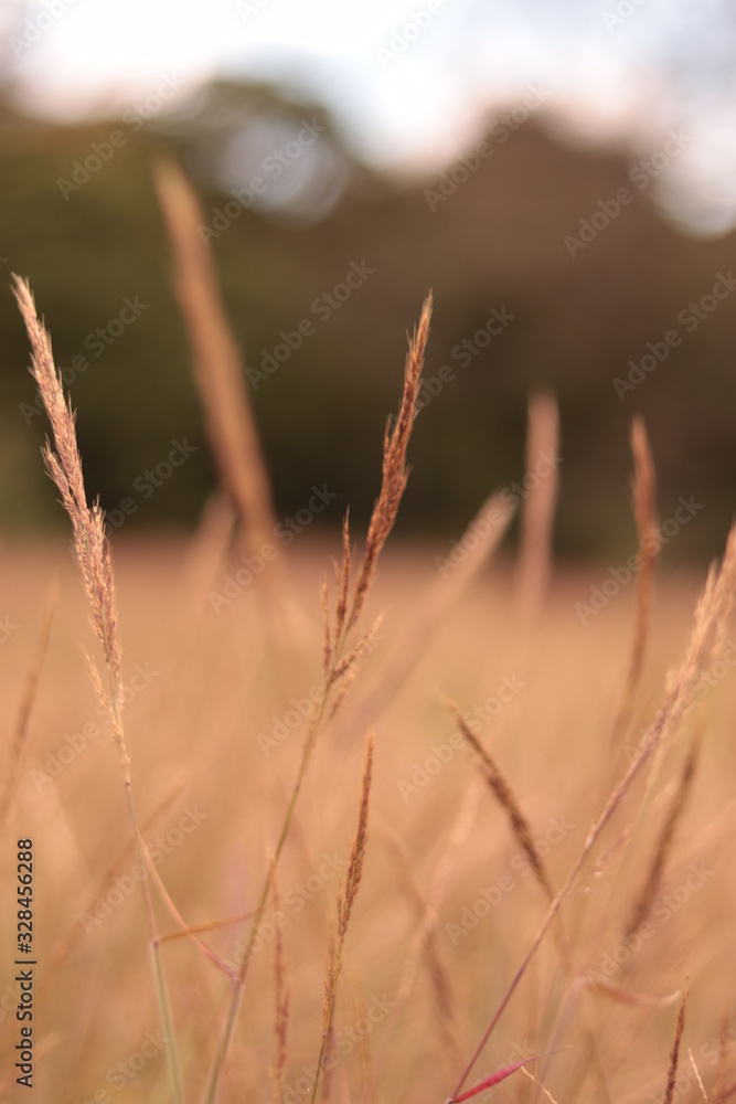 Fototapeta premium Pszenica