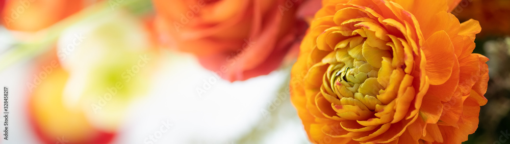 Nature of flower in garden using as cover page background natural flora wallpaper or template brochure landing page design Nature of flower in garden using as cover page background natural flora wallpaper or template brochure landing page design