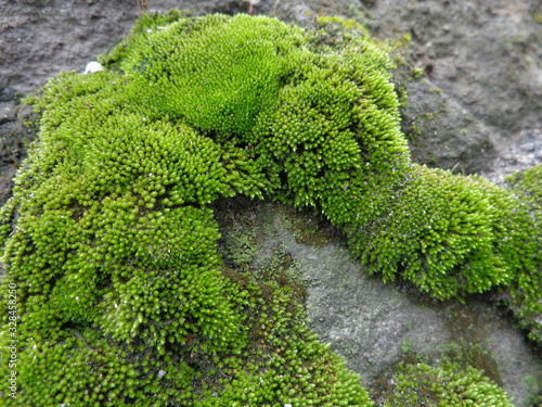 Green moss plants grow on moist rocks