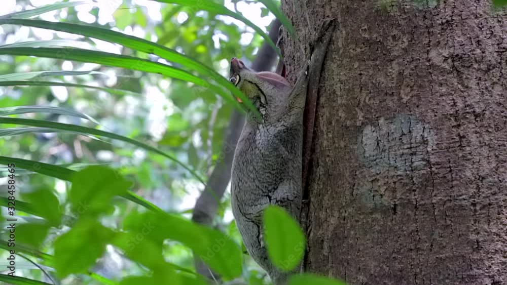 Colugo Or Flying Lemur Clinging On A Tree Trunk In A Small Nature Park In Singapore - Side View Full Body Shot Colugo Or Flying Lemur Clinging On A Tree Trunk In A Small Nature Park In Singapore - Side View Full Body Shot