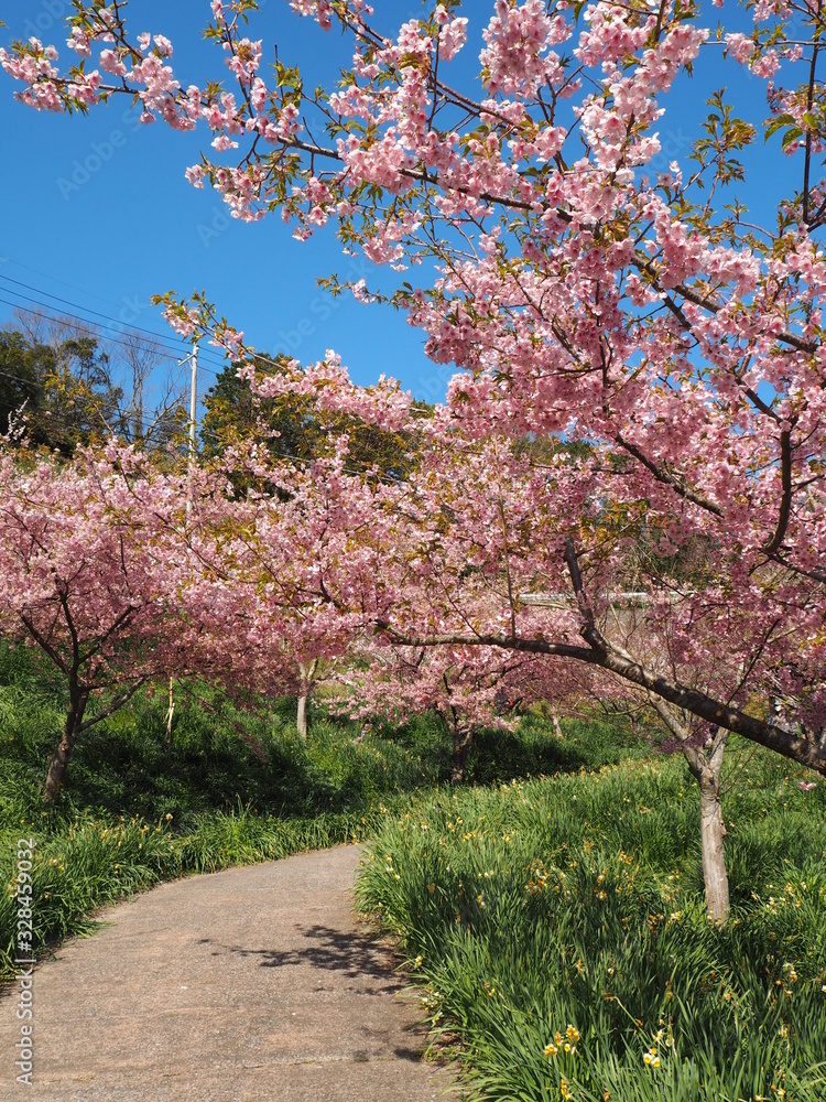 Fototapeta premium the beautiful cherry blossoms in JAPAN
