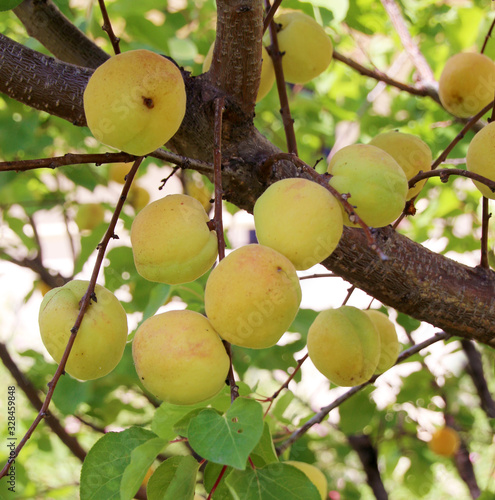 Apricots ripening on a branch closeup view