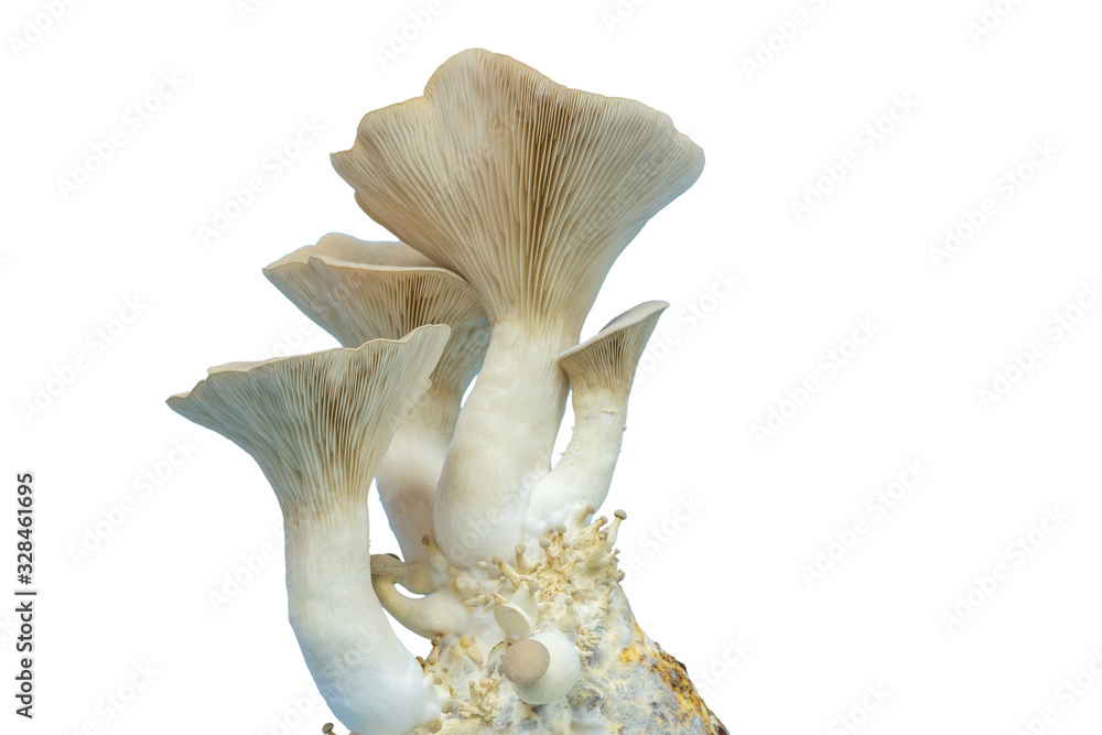 Naklejka premium fresh royal oyster mushrooms for cooking vegetarian foods with a large amount of protein