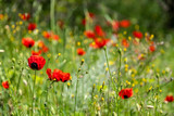 Wild red poppy flowers on a field