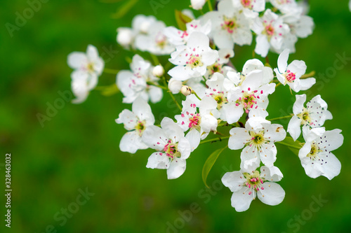 Blooming apple tree , white flowers on apple tree. Blossom apple tree