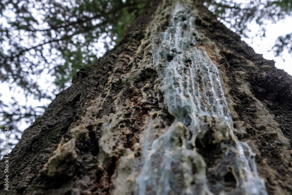 Blue solid resin on spruce tree trunk. Stripped bark on the trunk of spruce tree. Tree deseases concept. Blue solid resin on spruce tree trunk. Stripped bark on the trunk of spruce tree. Tree deseases concept.