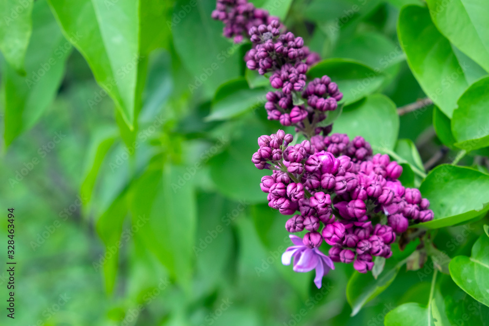Spring branch of blossoming lilac. A branch of sirens on a tree in a garden, park. Spring branch of blossoming lilac. A branch of sirens on a tree in a garden, park.