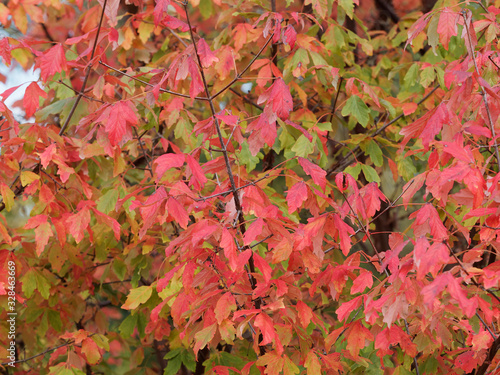 Acer griseum - Erable à écorce de papier ou érable canelle au feuillage couleurs d'automne flamboyant du rouge au jaune orangé photo