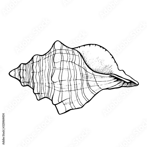 Sea shell hand drawn doodle outline. Inhabitant of the seabed, cockleshell for logo, icons, postcards, tattoo. Stock vector illustration isolated on white background.