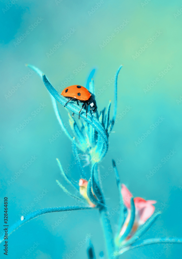 Beautiful ladybug on leaf defocused background Beautiful ladybug on leaf defocused background