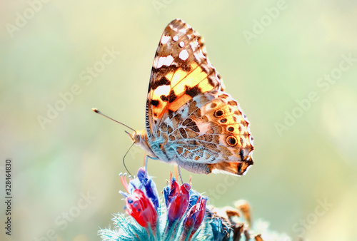 Closeup beautiful butterfly sitting on the flower.