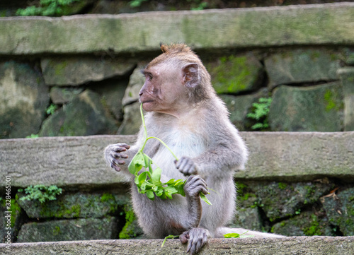 balinese long-tailed monkey (macaca fascicularis) playing around and scratching each other in the Sacred Monkey Forest in Ubud, Bali, Indonesia