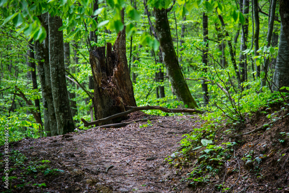 Obraz premium Beautiful spring forest