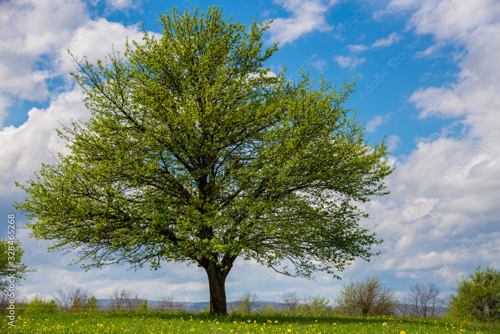 Obraz premium Beautiful spring landscape in Adygea
