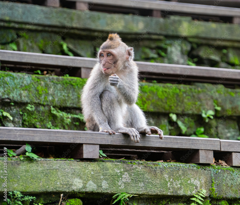 Naklejka premium balinese long-tailed monkeys (macaca fascicularis) playing around and scratching each other in the Sacred Monkey Forest in Ubud, Bali, Indonesia