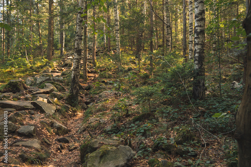 soft color moody sunny rocky mountain birch forest landscape scenic view nature peaceful environment