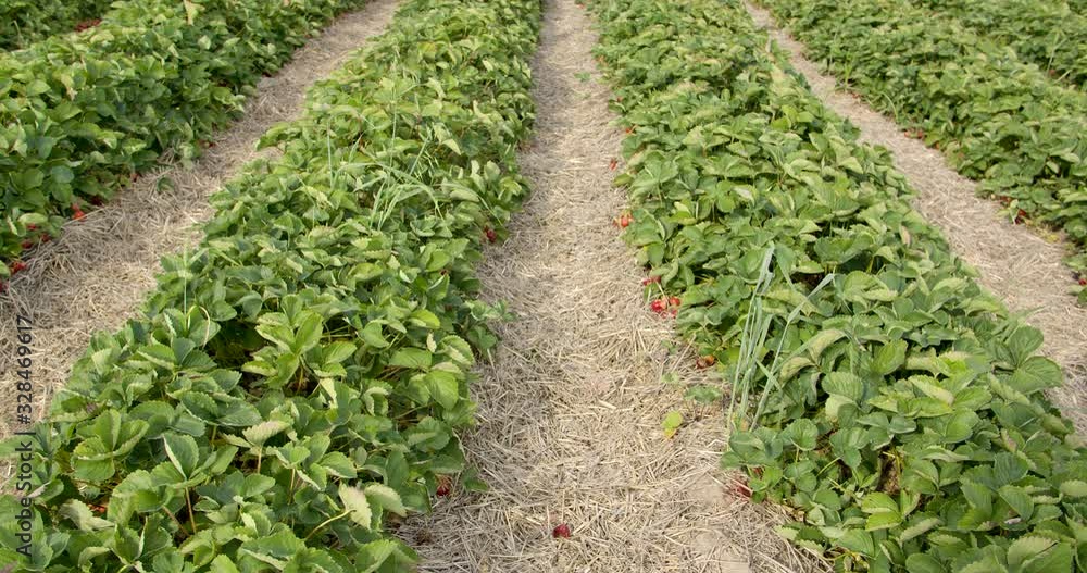 Rows of Strawberry bushes with ripe fruit, slow tilt up shot Rows of Strawberry bushes with ripe fruit, slow tilt up shot