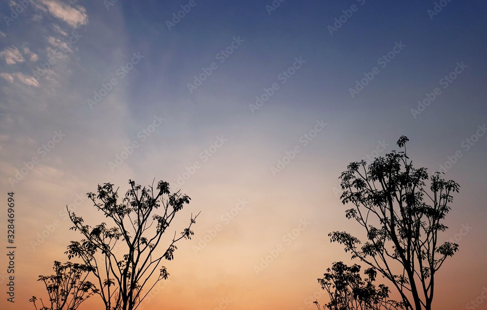 Fototapeta premium Silhouette shape of the trees with a beautiful sky.