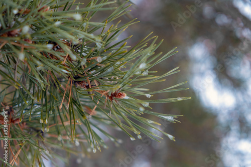 Pine brach with frosted water drops on it.