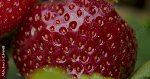 Wallpaper Mural Dark red ripe Strawberry close up tilt shot over ready to pick fruit Torontodigital.ca